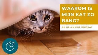 ANGST BIJ KATTEN DEEL 1: WAAROM IS MIJN KAT ZO BANG?  De gelukkige huiskat  kattengedrag