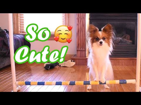 Randomly Cute Papillon Things #4 // Percy the Papillon Dog