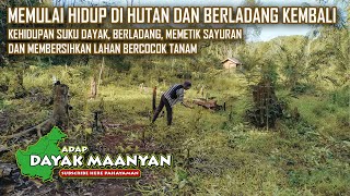 Life of the Dayak Tribe in the Interior, Picking Vegetables, Starting Life in the Forest and Farm...