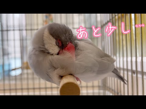 換羽終わり間近？元気を取り戻しつつある文鳥よもぎ　癒し動物　面白い動物　Java sparrow