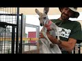 Watch Now: Pete's Safari