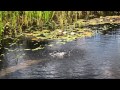 How To Make a DIY Natural Swimming Pool