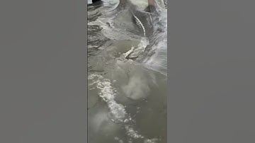 Cá Lạ Sông Đồng Nai #fishing #amazing #cauca365 #short