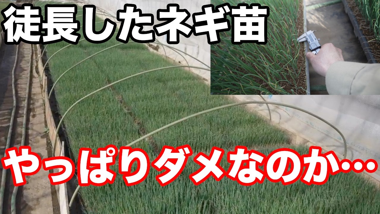【残酷な現実】徒長したネギ苗は復活するのか？健苗と徹底比較した結果…