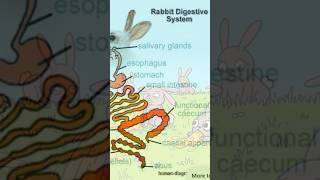 Famous Why Rabbits Can’t Vomit 🐇🤔 Profile