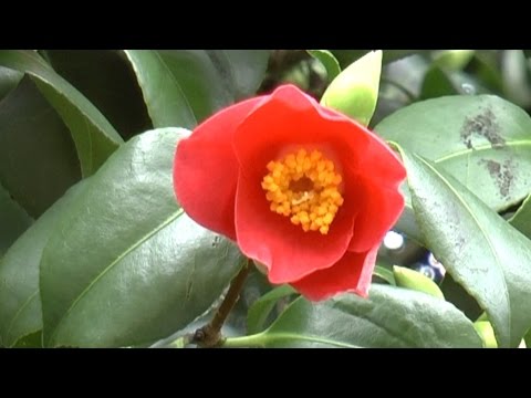 Video: Kamelie (67 Fotos): Was Ist Das? Indoor-Blumenpflege Zu Hause. Beschreibung Der Kamelien Rot Und Weiß, Rosa Und Andere Sorten