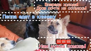 Трудности в приюте! Дров почти не осталось! by Приют 'Дом для хвостиков', г.Ефремов   342 views 3 months ago 1 minute, 55 seconds