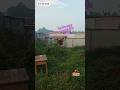1 puteran pagi ini #parrot #burung #animals #freefly #burungfreefly