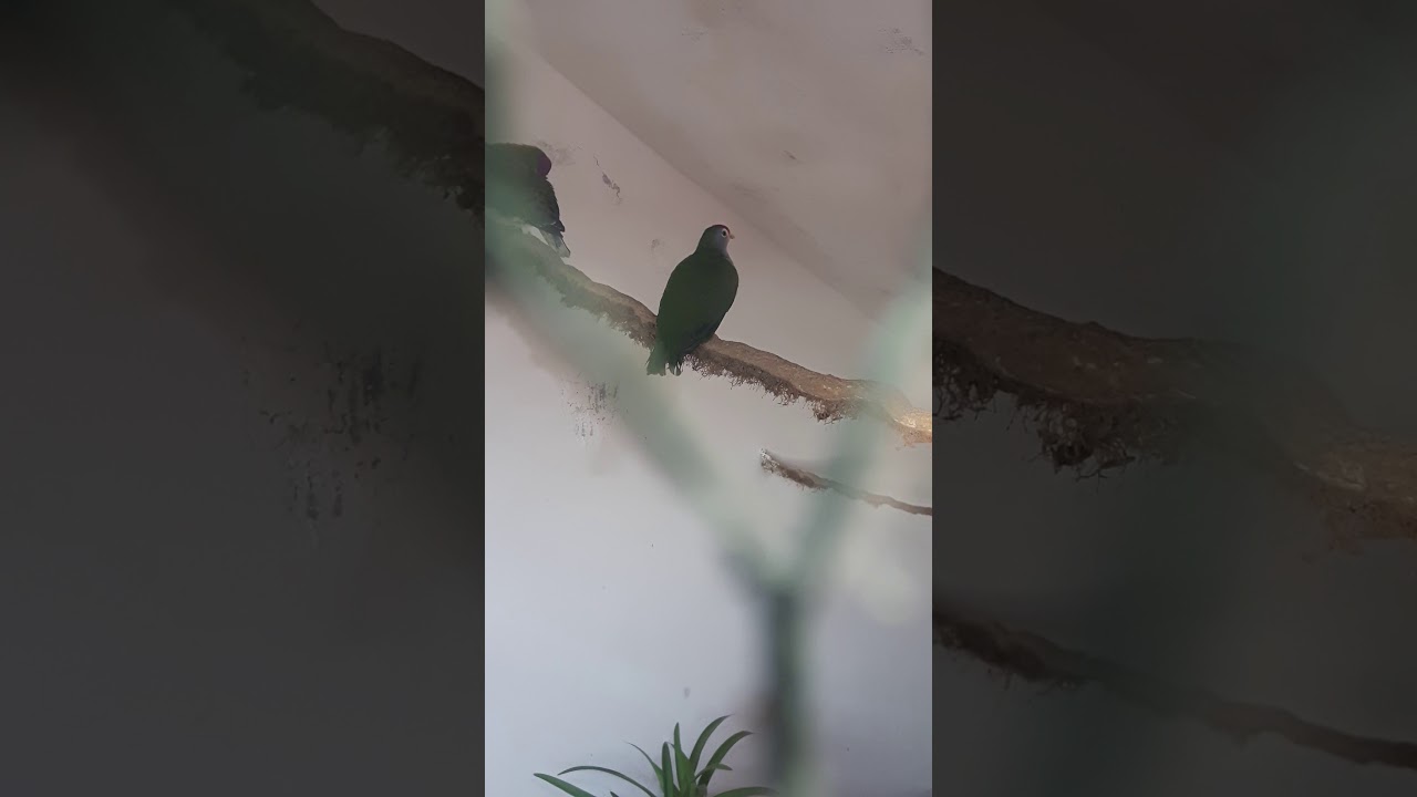 PTILINOPUS PULCHELLUS,FRUIT DOVE,ROTKAAPEN FRUCHTTAUBEN