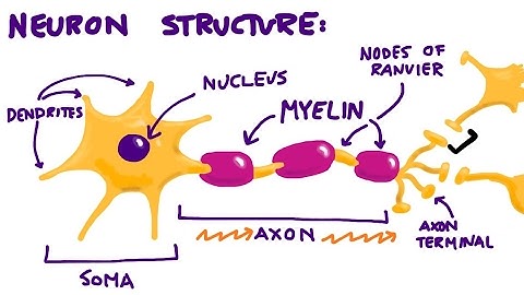 Neurons & The Synapse Overview