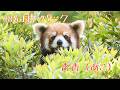 26.05 のんほいパーク あこファ 右側の放飼場に出てました