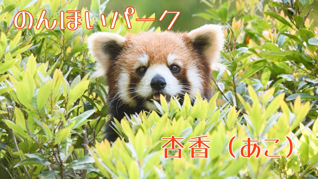 26.05 のんほいパーク あこファ 右側の放飼場に出てました