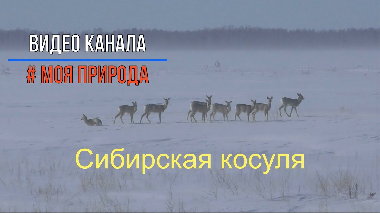 Сибирская косуля