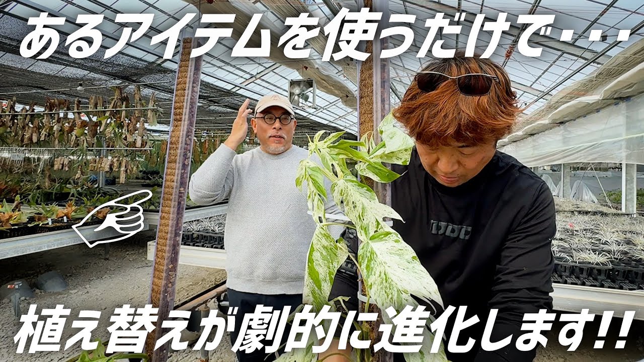 暴れた観葉植物を綺麗に仕立てる事が出来る