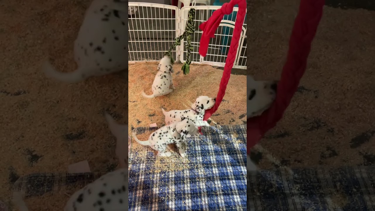 Gateway Farm Dalmatians&mdash;Cash X Sky puppies at 5 weeks 3/30/25   #puppy #horse #dalmatian