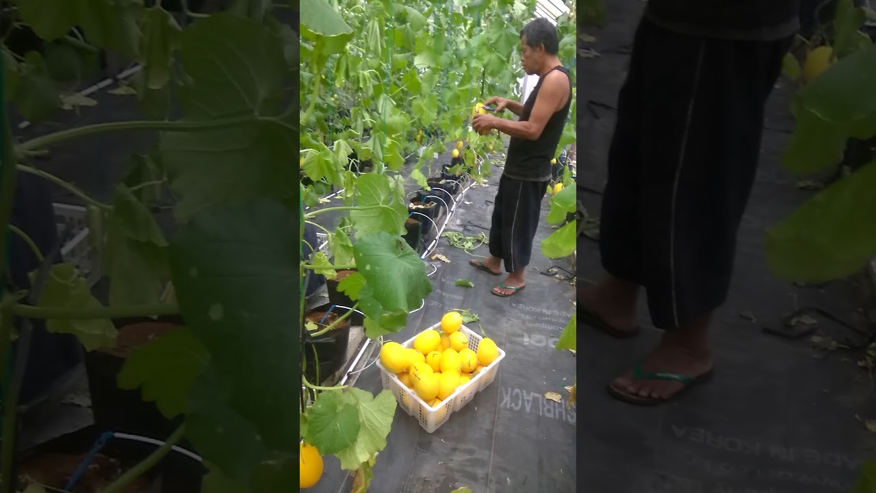 panen melon greenhouse - YouTube