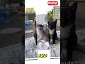 Parents vs Kittens 😹 | Try Not To Laugh Challenge