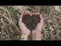 Preparación del Terreno para el Cultivo (No Laboreo) - Semillero de Cebollas y Siembra de Guisantes