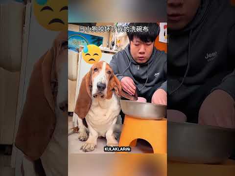 Köpeğin Dev Kulakları Kaosa Neden Oldu… Ta Ki Sahibini Kurtarana Kadar! 🐶❤️ #shorts