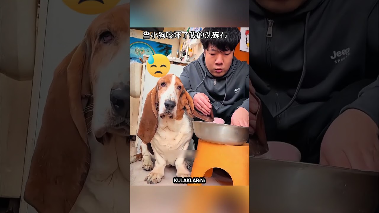Köpeğin Dev Kulakları Kaosa Neden Oldu… Ta Ki Sahibini Kurtarana Kadar! 🐶❤️ #shorts