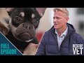 Animal rescue centres in the uk are in crisis  rescue vet with dr scott miller