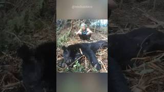 Why Poachers Are ILLEGALLY Harvesting Gallbladder From This Bear Specie🤬 #shorts #animals