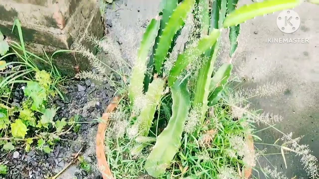 dragon fruit farming | patiya fruit