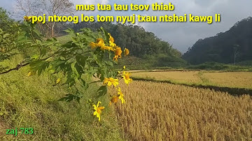 Mus tua tsov thiab poj ntxoog los tom nyuj txau ntshai kawg li 11/14/2019