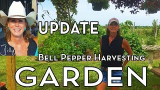 North Texas Vegetable Garden Update - July 2017