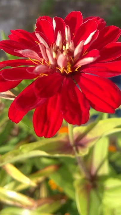 Nature#shortsfeed #beautyofnature #shortvideo #shortsviral #naturephotography #