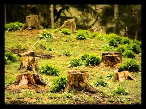 საგანგაშო ვითარება ბორჯომის ტყეებში