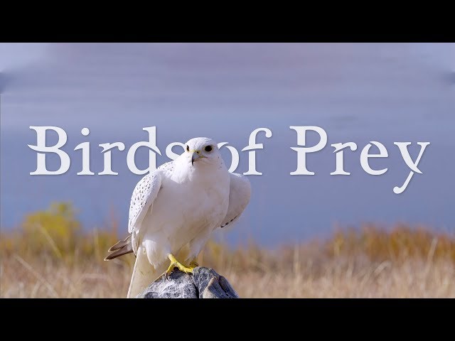 BIRDS OF PREY 4K (ULTRA HD) 60fps class=