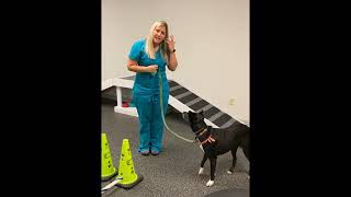 Canine Rehabilitation Home Exercises