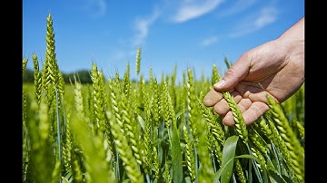 Know how aWhere provides weather information to boost agriculture productivity