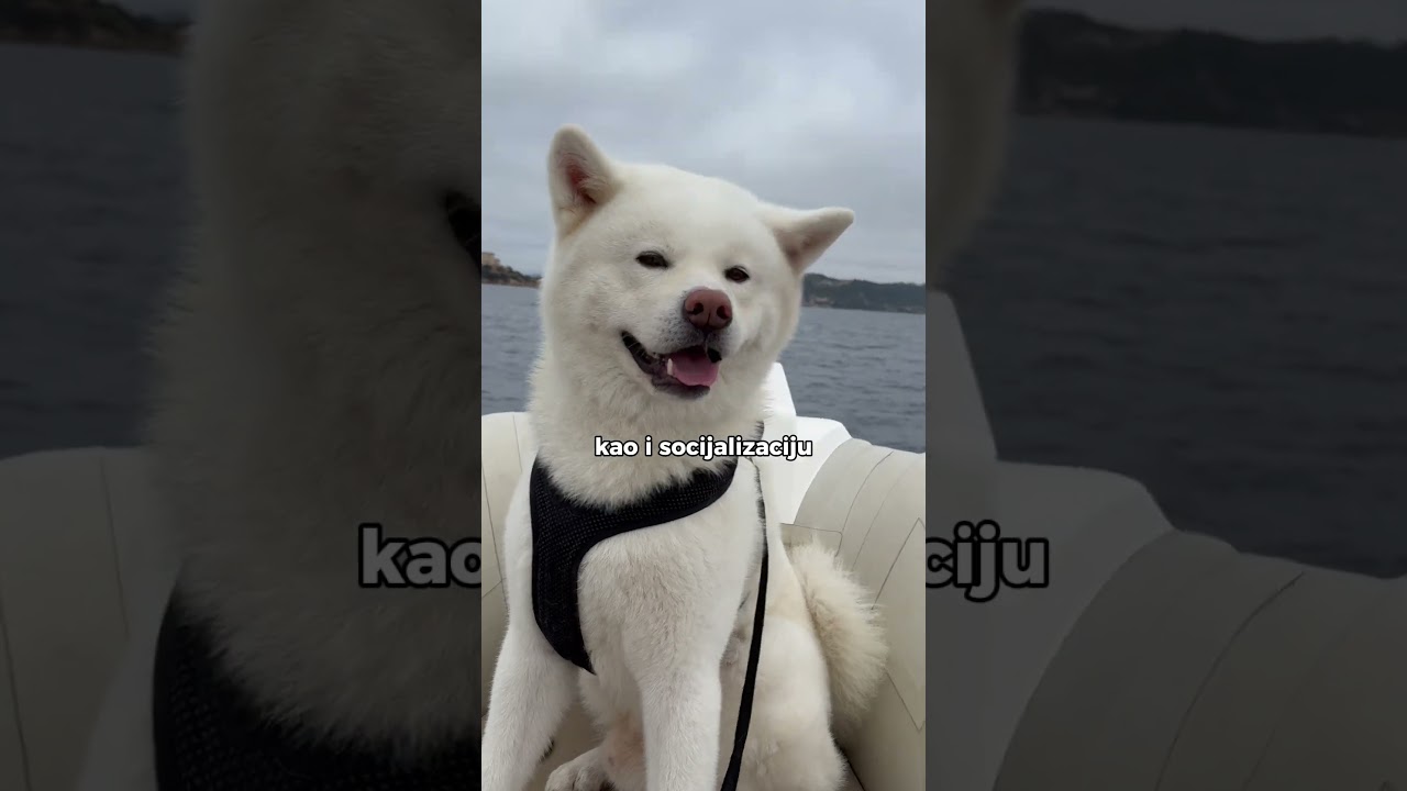 KAKO ODABRATI NOVOG PSA?