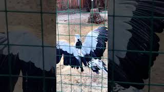 Гордая птица #лесной #природа #nature #wildlife