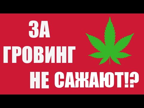 Видео: Есть ли у конопли трихомы?