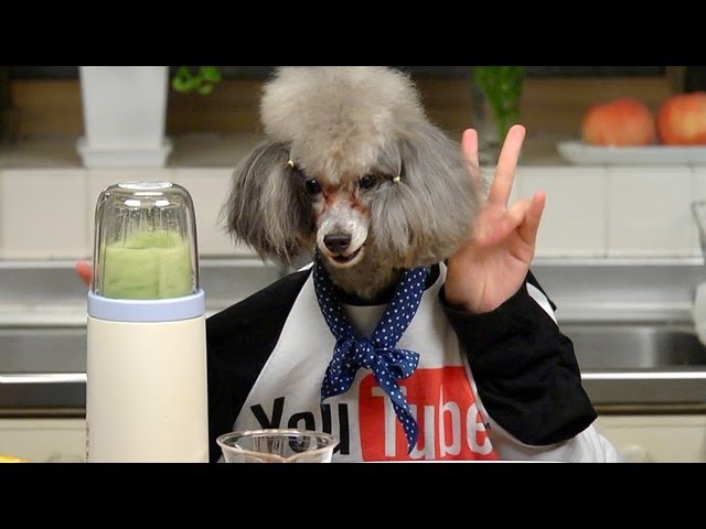 犬が作るスムージー Dog Makes Green Smoothie! Cooking with Dog YouTube エンタメウィーク