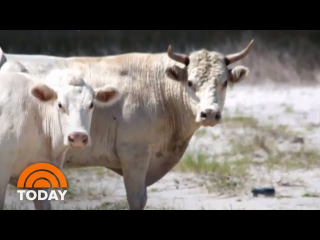 Cows swept away by floodwaters during Hurricane Dorian were found alive  four miles away on an island