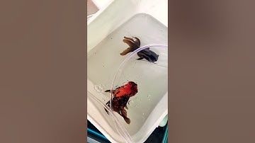 Chính thức lấn sân qua nuôi cá vàng nha các tềnh yêu