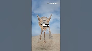 Amazing LongEared Jerboa Facts