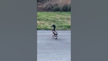 Looks like a duck, quacks like a duck and walks like a duck
