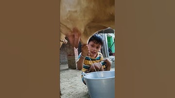 Thumbnail of choti choti gaiya gggfh #song #love #funny