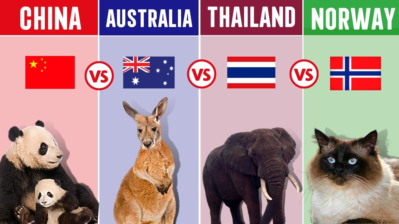 Most Common Animal From Different Countries YouTube