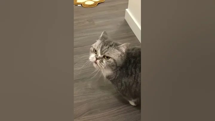 Watch the video about Charliethebratnfriends - Super cute exotic shorthair greeting owner