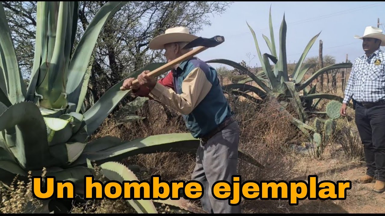 Regresamos con Don Manuel a cortar el Quiote🏜️♥️🥰