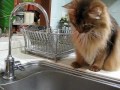 somali cat vs water drops:お水ぽたぽたにパンチするソマリ猫♪