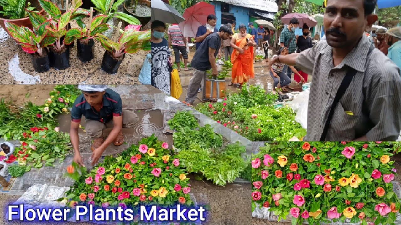 Kolkata Flower Plants Market At Galiff Street Visit & Price Update।। 20