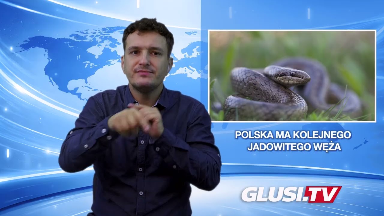 Polska ma kolejnego jadowitego węża