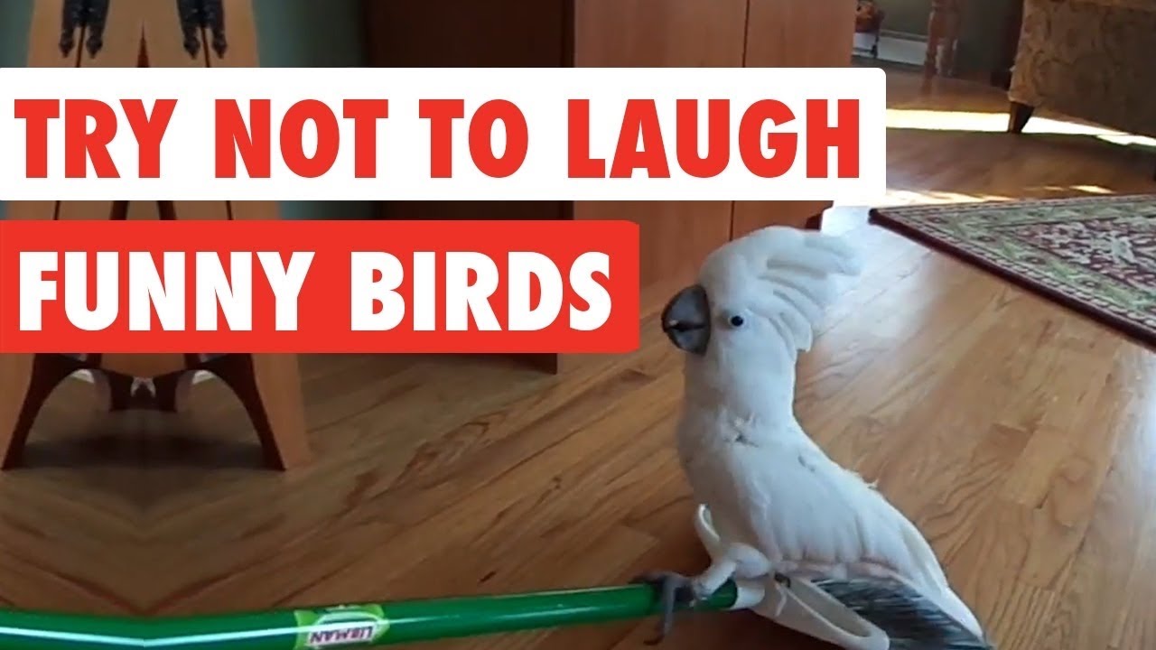 Funniest birds to make you laugh 😂 😂 REMOVE YOUR STRESS 🤩 ...